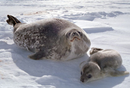 weddell-seal